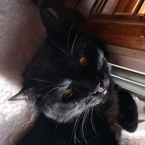 Meet your Posher, Crystal